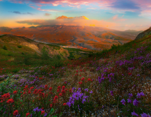 te5seract:The Glow Of Mt St Helens_720 Sunset Reds Above The Majestic Mt St Helens_720_2 b