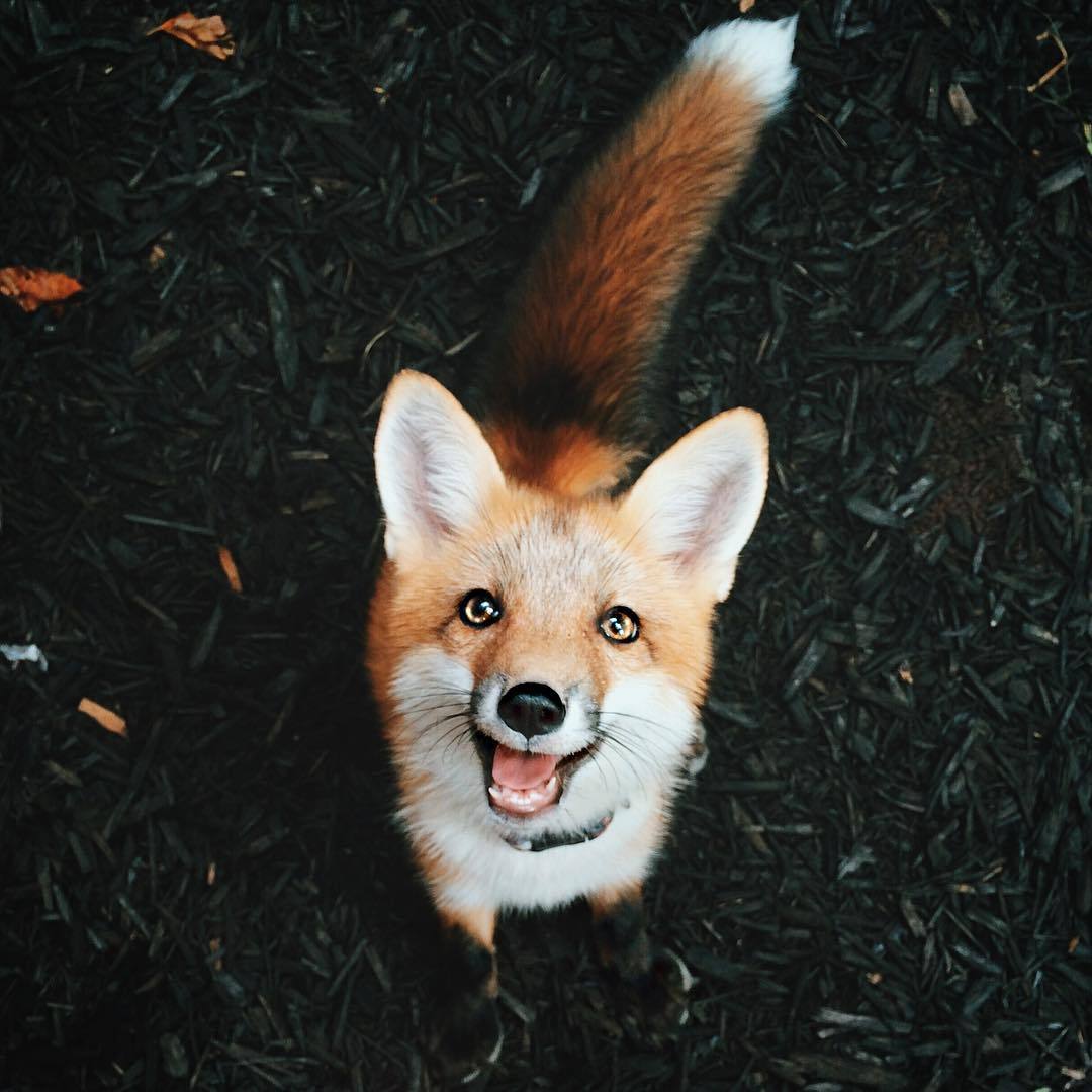 everythingfox: A Wild Fox Appears! Juniper the Fox  EEEEE FOXIE &lt;3