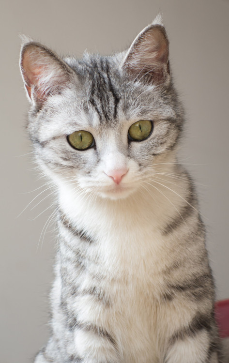 photogenicfelines:  (Heming Zhang)