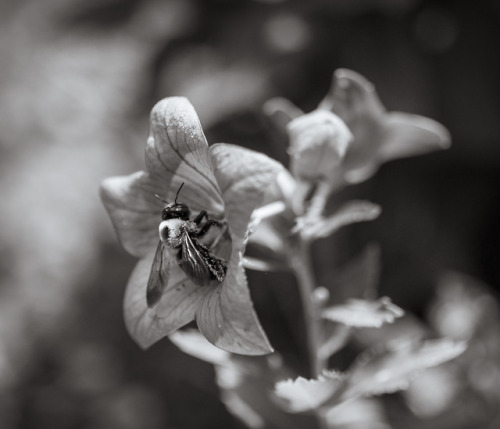 Bee in a balloon flower