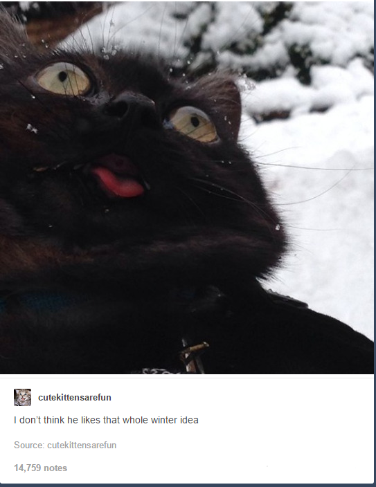itsstuckyinmyhead:  The Cats of Tumblr 