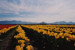 apolllonia:  Tulip Fields Mount Vernon, WA Nikon Zoom Touch  35mm