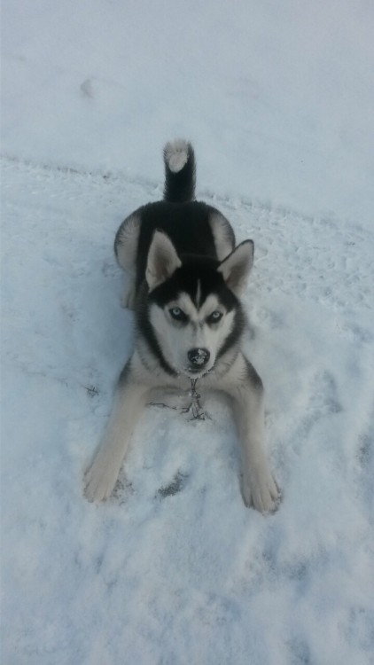 mkayynicole:  My handsome husky, Archer! :) 