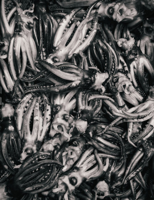 Fresh calamari in the Ballaro market, Palermo.