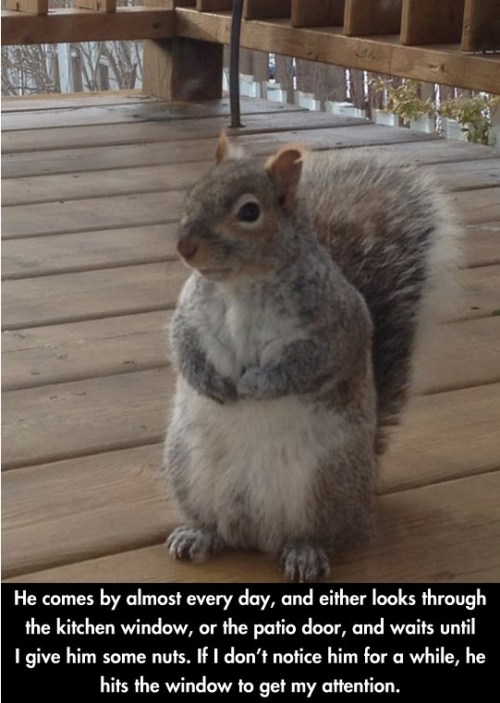 unseeliequeen:savethewildpinatas:He looks so polite, like he just wants to stop by and see if you ha