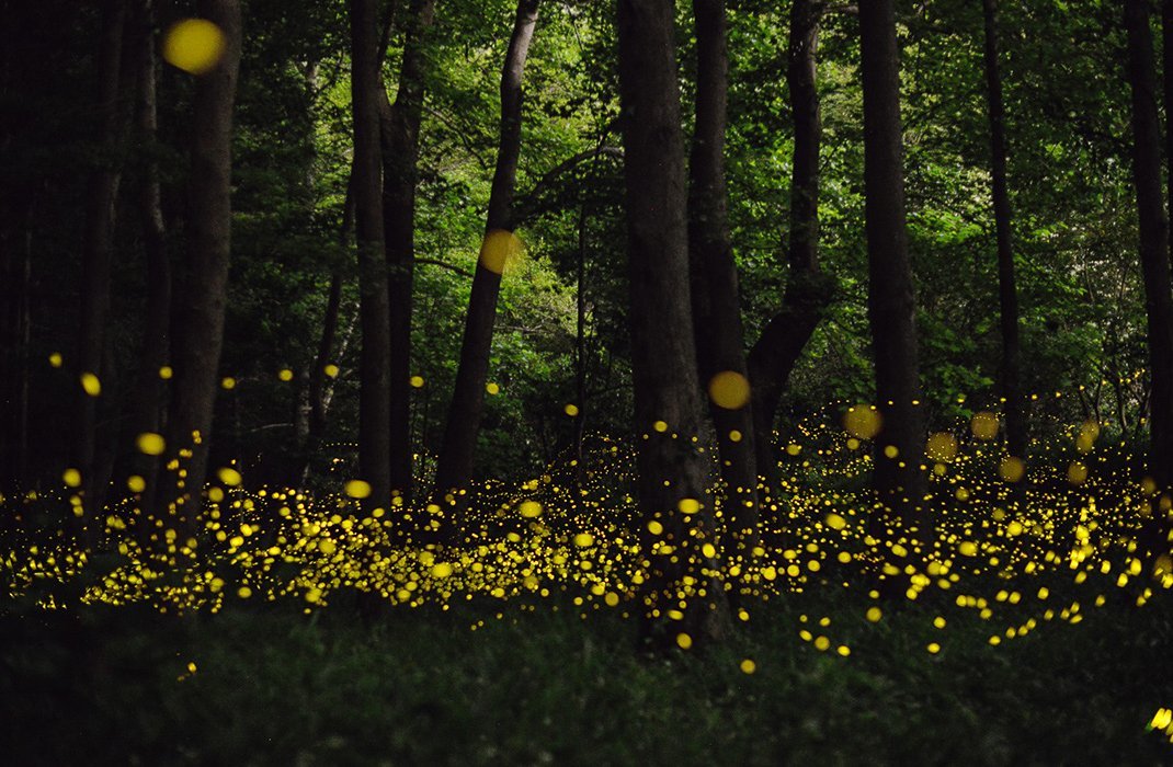 smithsonianmag:  The Beautiful Flight Paths of Fireflies By Jesse Rhodes Images by Tsuneaki