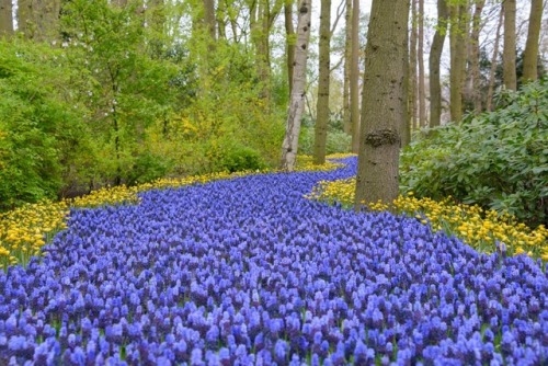 Keukenof, Holland.Tulips, hundreds, thousands, maybe millions of tulips, muscarii, and other flowers