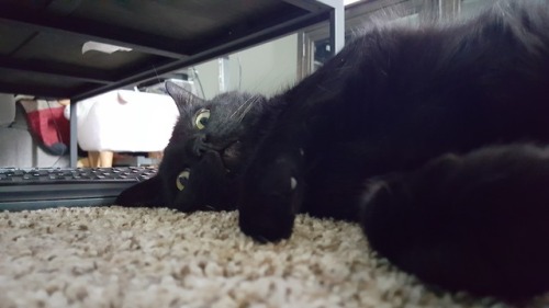 just-call-me-ella: My cat Neko for black cat appreciation day! I love seeing all the pretty black ki