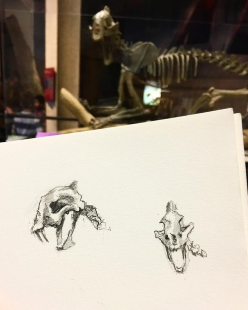 Hoplophoneus sketches, at my favorite natural history museum. #burkemuseum• • • #art #burke #uw #c