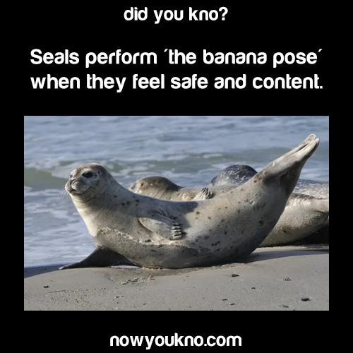 Tumblr's Finest Fact Source