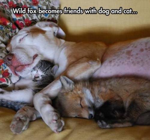 georgetakei:  Right in the feels. Source: Awwww Pets!