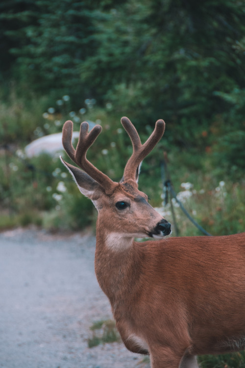 Deer, Mount Rainier National Park