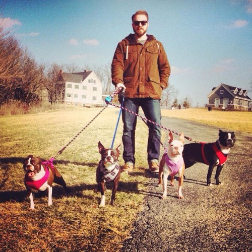 clevotine:The official clevotine pack! Clementine, Chestie , Carmella and Cleveland ❤ #bostonterrier