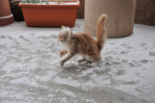 tastefullyoffensive:Jonesy the Cat’s First Time Playing in SnowPhotos by Elizabeth V. BourasWow, tha