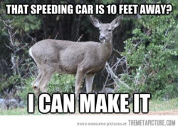 srsfunny:  Deer and their logic…http://srsfunny.tumblr.com/
