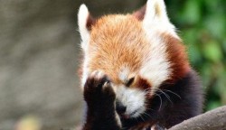 bear-pictures:Red panda facepaw