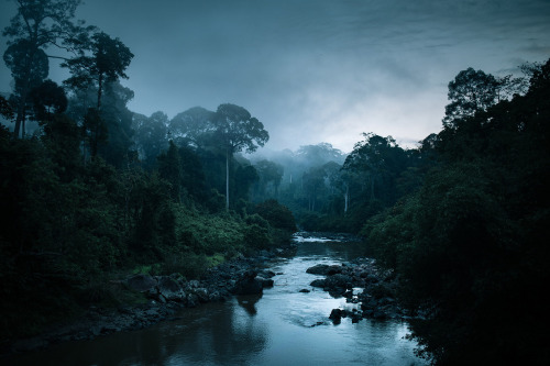 90377:  In the jungle. Danum Valley by Paulina Wierzgacz
