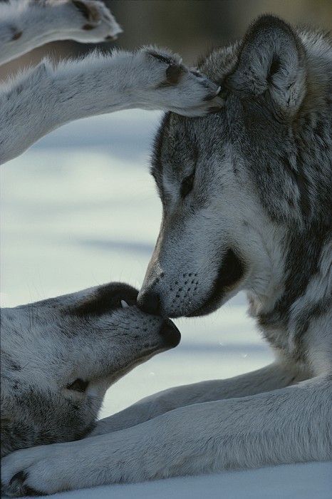 wolverxne:  Two Gray Wolves, Touch - by: Jim And Jamie Dutcher 