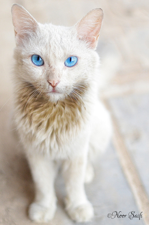 White Queen - Saudi Arabia (by NoorSaifi)