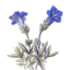 da-amar