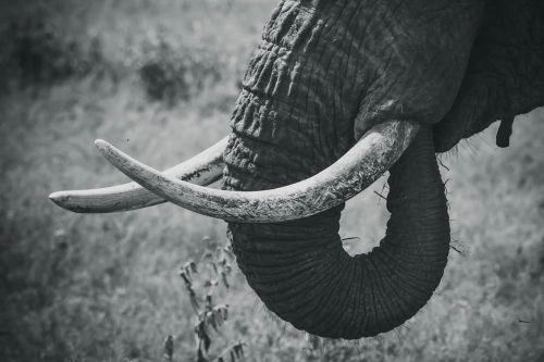 The Beauty in BNW&hellip;.Awesome elephant POV from Ndutu Conservation, Tanzania. Save Elephants