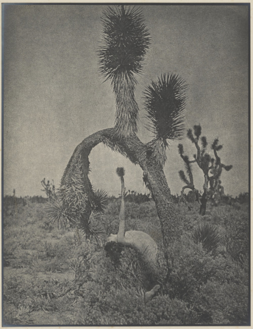  Louis Fleckenstein (1866-1943)Dancing Master, 1930 Apache Dance, 1930 The Contortionist, 1930 Bogey