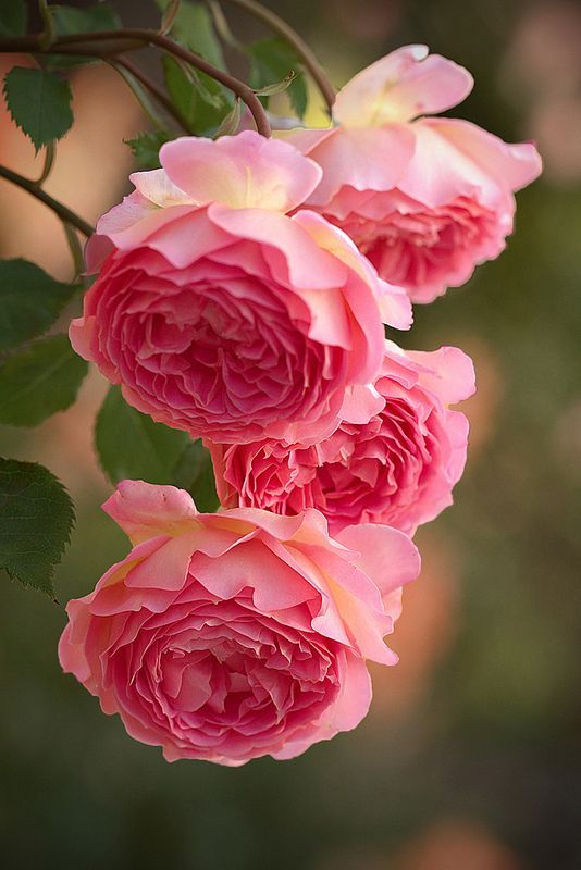 flowersgardenlove:  **Ana Rosa Beautiful gorgeous pretty flowers 