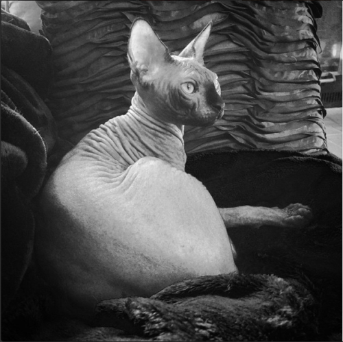 Omar Little The Sphynx Cat - Ventura 2014 Stoic and spry at the same time, this guy loves to travel 