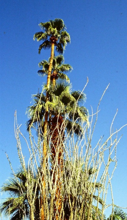 Palms and Ocotillo, Huntington Museum and Botanical Garden, San Marino, California, 1991.