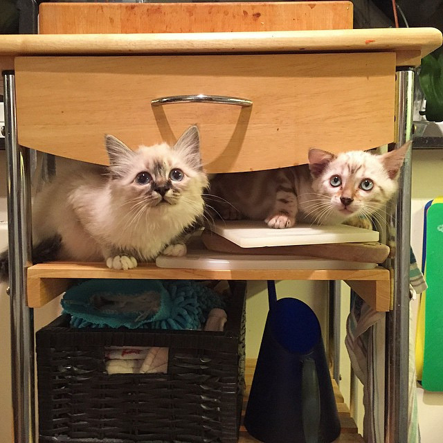 cybergata:  Ser du oss nu matte?? Can you see us now?? by Suzannes.se on Flickr.