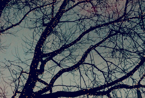 apshaw:  I took this in london during fashion week….pretty lights on the trees