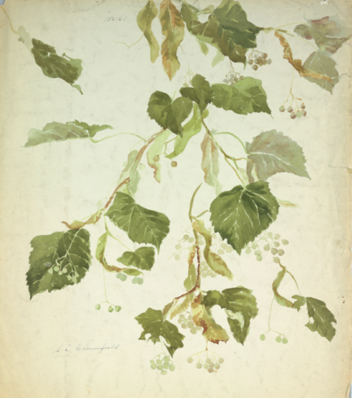 robert-hadley:Studies of a Linden Branch, brush and watercolour on paper.Source: cooperhewitt.org