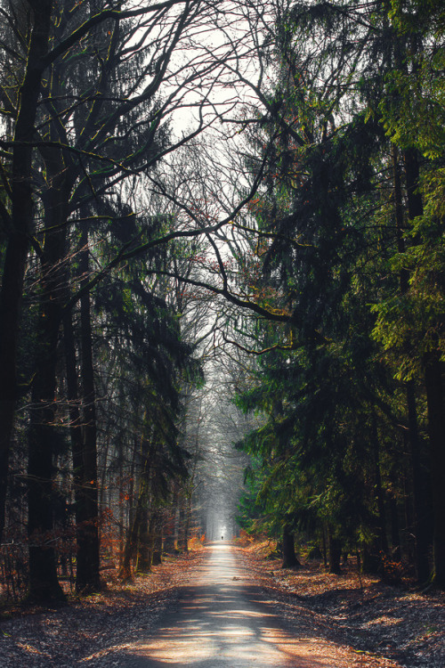 arelie-k:Taunus, Germany