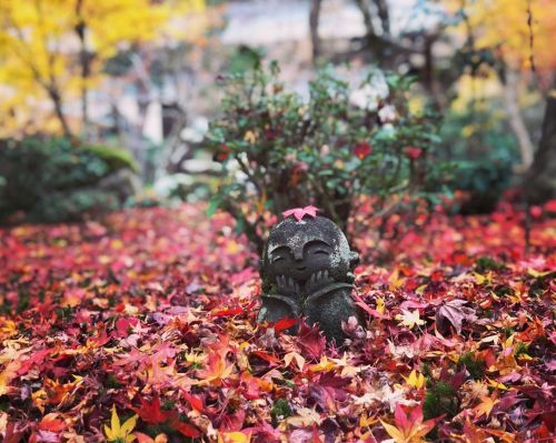 ＼おにわさん更新情報／ ‪[ 京都市左京区 ] 圓光寺庭園 Enko-ji Temple Garden, Kyoto の写真・記事を更新しました。 ーー洛北の紅葉の名所江戸時代の庭園“十牛