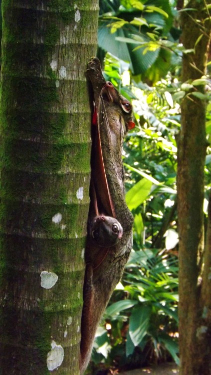 coleopterist: Sunda Flying Lemur (Galeopterus variegatus) - Singapore.