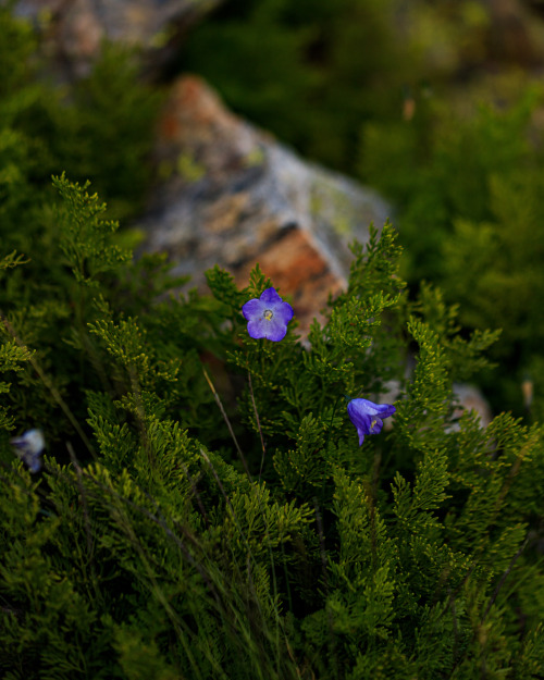 nature-hiking:pyrenean bell flower - Haute Route Pyreneenne, August 2019photo by nature-hiking