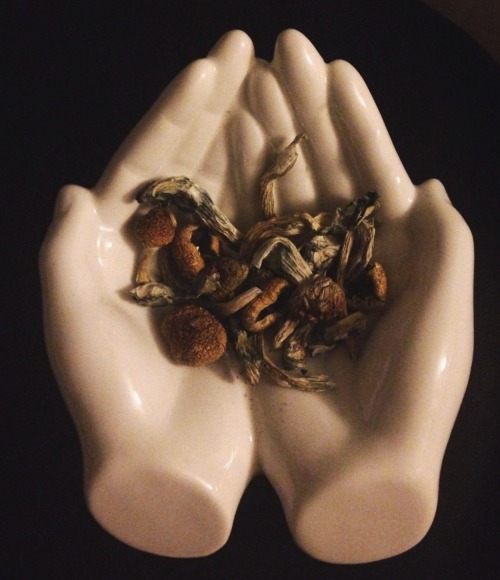 xxdario:  Magic Mushrooms :)