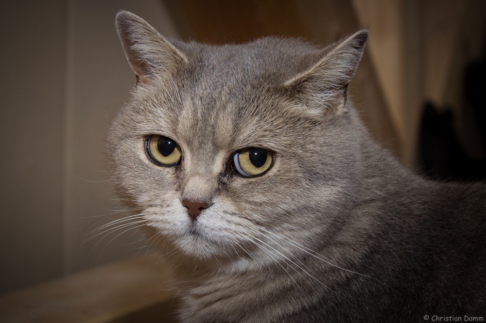 mostlycatsmostly:  (via Christian Damm)