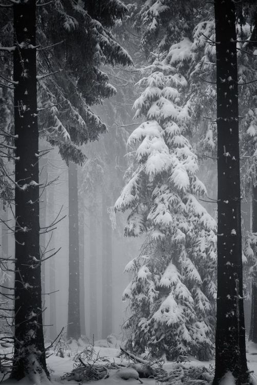 wasbella102: Deep Winter  by danysecrieru                 