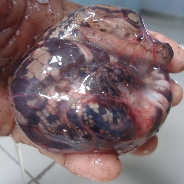 sixpenceee:A crocodile still inside its amniote.