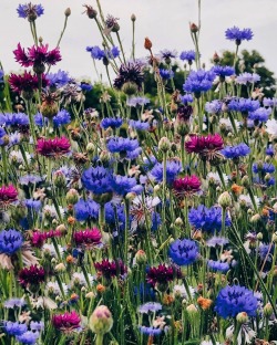 fleur-aesthetic:instagram | birgittetheresa 