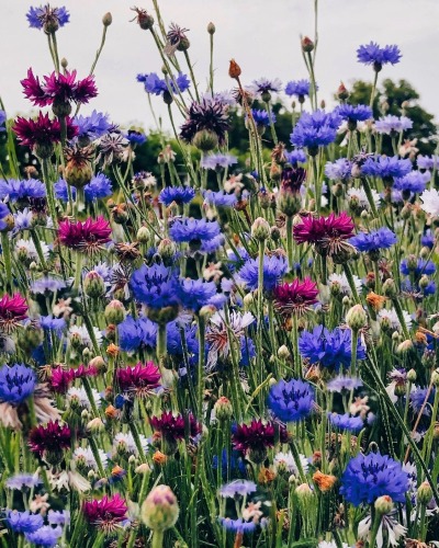 fleur-aesthetic:instagram | birgittetheresa 