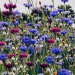 fleur-aesthetic:instagram | birgittetheresa 