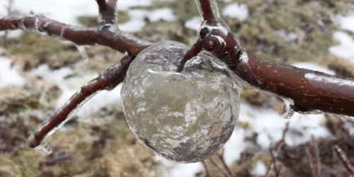 GHOST APPLES - Ice Formations Formed By Freezing Rain Coating The Apples. The Rotten Apple Inside Falls