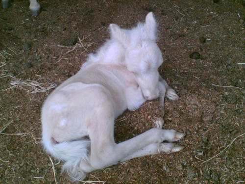 maybforever - Cremello Colt