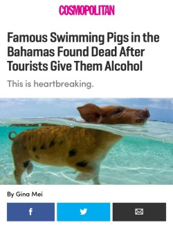 blackfitandfab:  black-charm:   sauvamente:   baebyfaced:  White people need to stay the fuck out of my country!!!!!!  Why give an animal any drug? Fucking neanderthals   Are you fucking kidding me   They interviewed the guy who takes care of the pigs