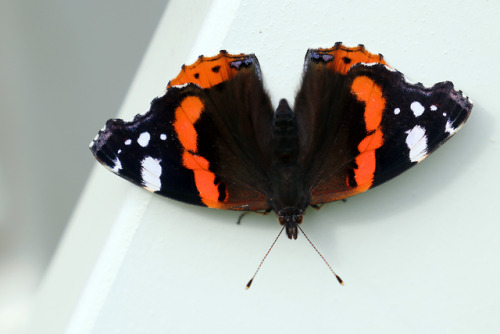 Red admiral/amiralfjäril.