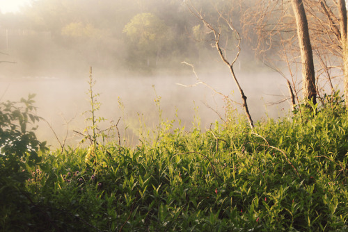 matchbox-mouse:Sunrise on a foggy riverside in Manitoba.