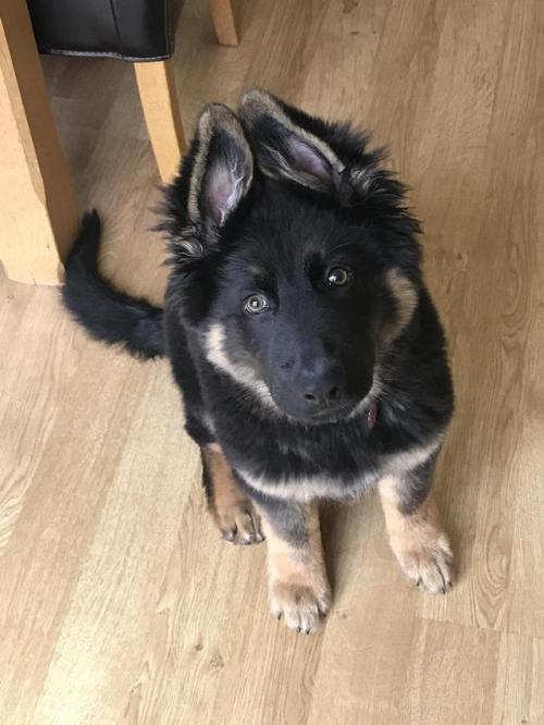 awwcutepets:Meet Flynn, Alsatian pupper and 100% good boi