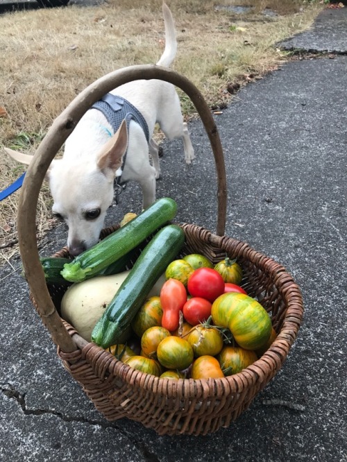 From the garden